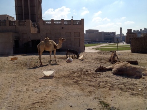 Camels just chillin'